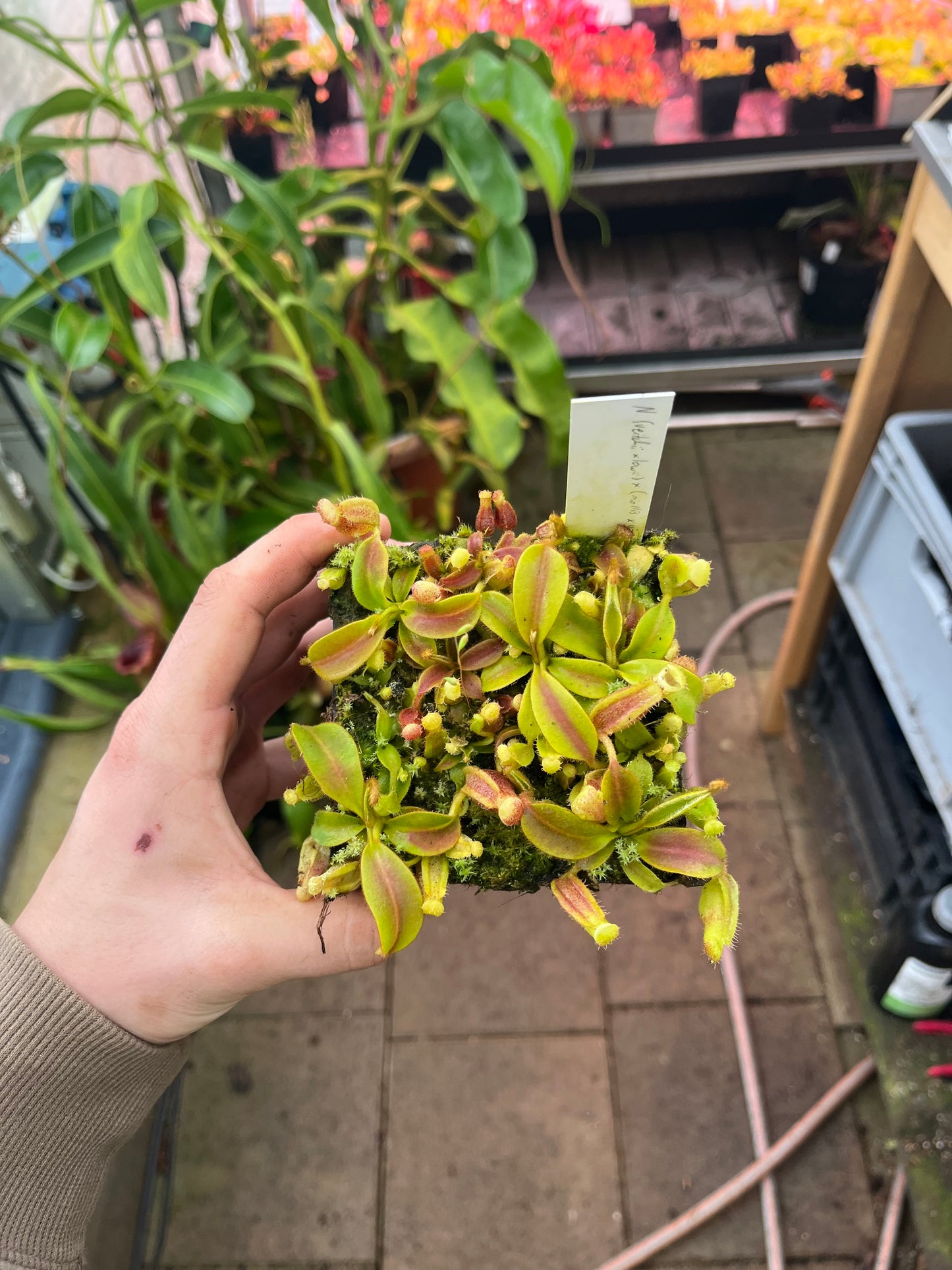 Nepenthes (veitchii x lowii) x (mollis x veitchii) 10cm