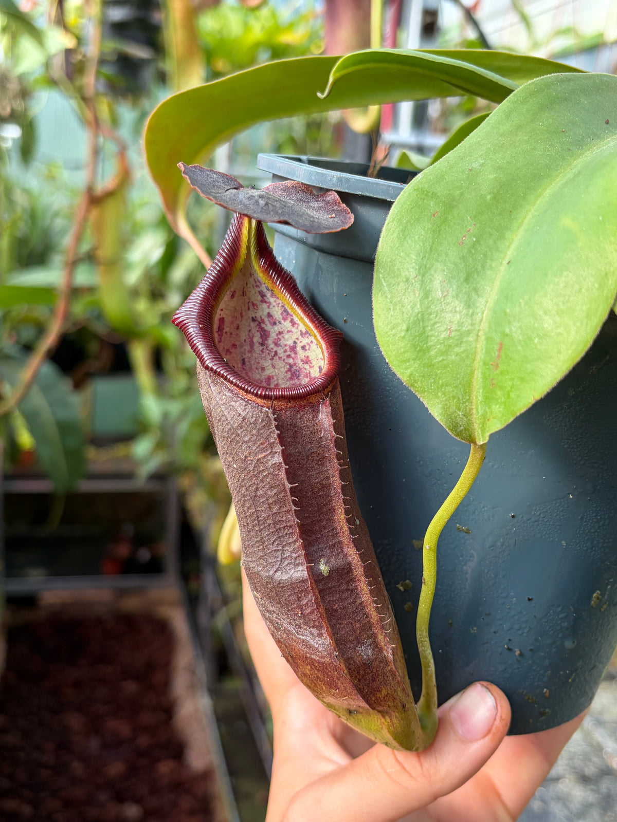 Nepenthes naga ‚seedgrown‘ 30cm+