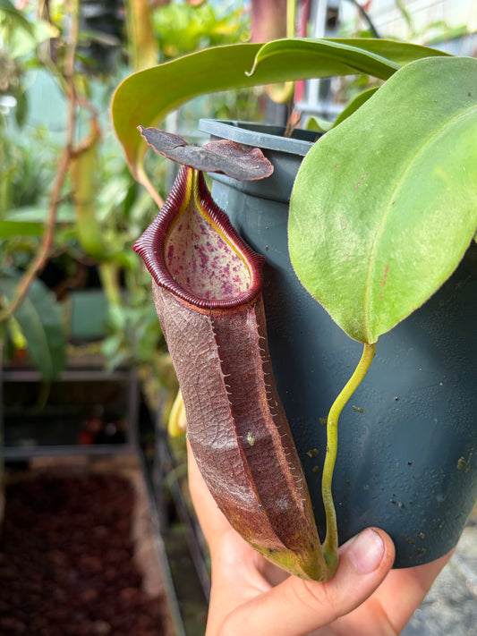 Nepenthes naga ‚seedgrown‘ 30cm+