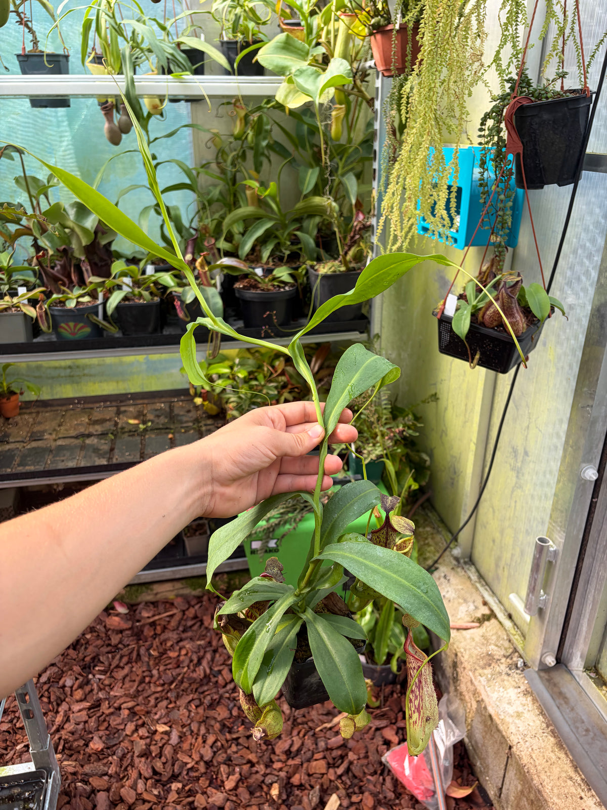 Nepenthes (adnata x spathulata) x truncata ‚Highland red‘ 20cm+
