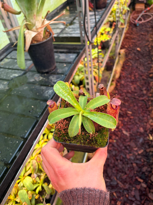 Nepenthes chaniana x aristolochiloides 10cm