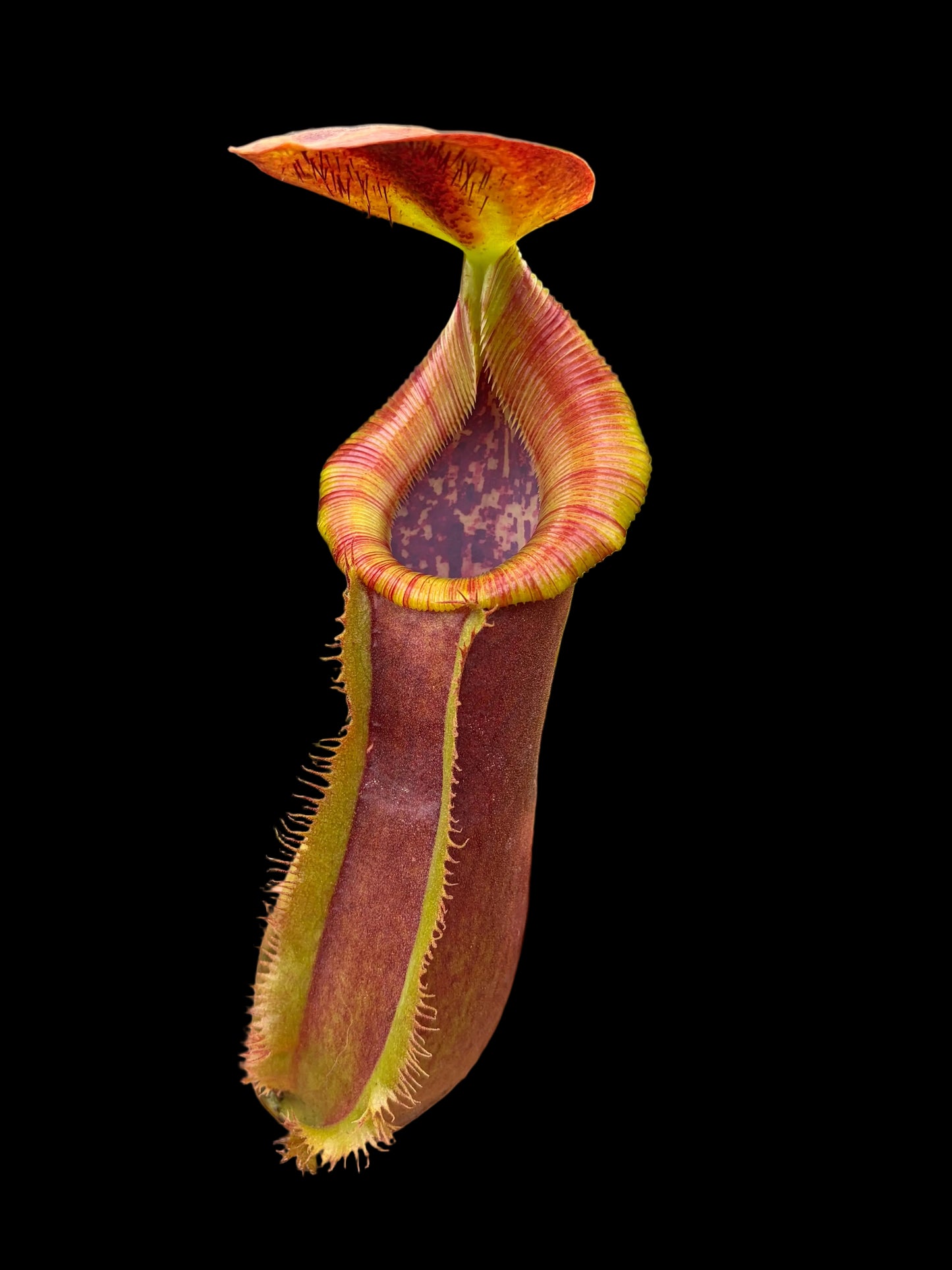 Nepenthes lowii x spathulata ‚rooted cutting - female‘