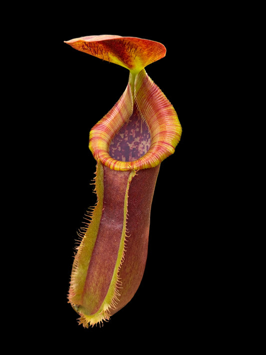 Nepenthes lowii x spathulata ‚rooted cutting - female‘
