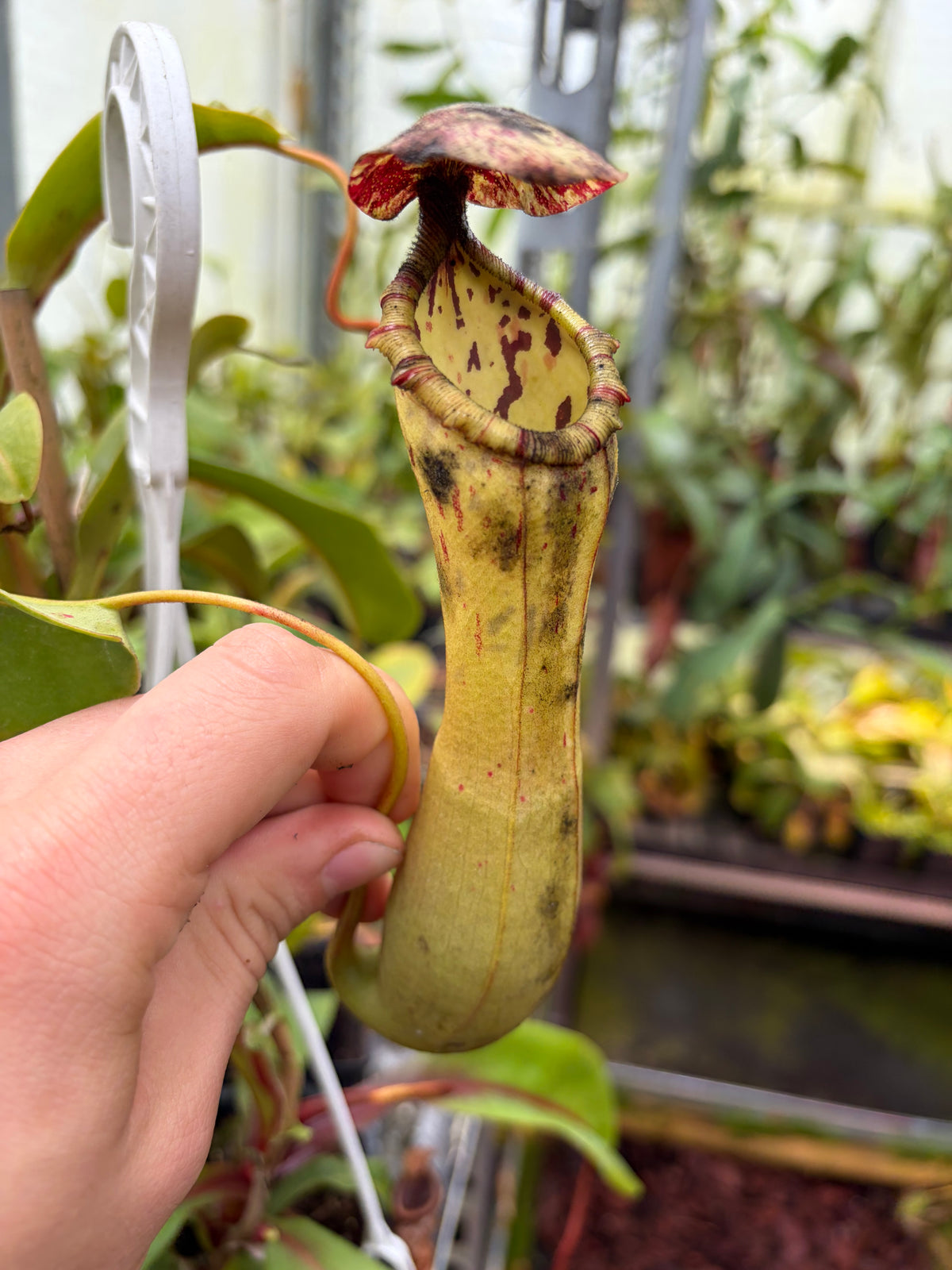 Nepenthes ventricosa x clipeata ‚female - 2 growpoints‘