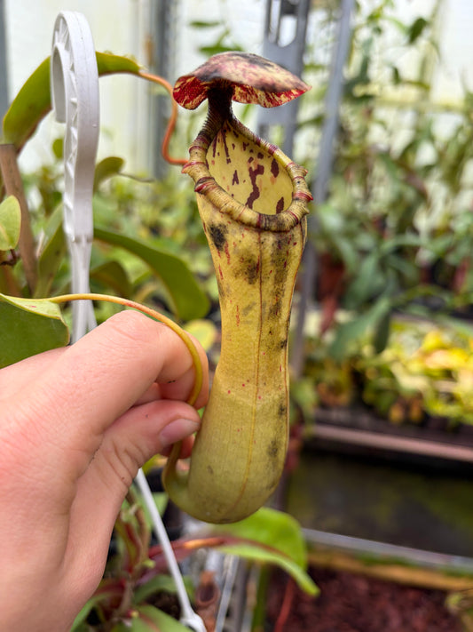 Nepenthes ventricosa x clipeata ‚female - 2 growpoints‘