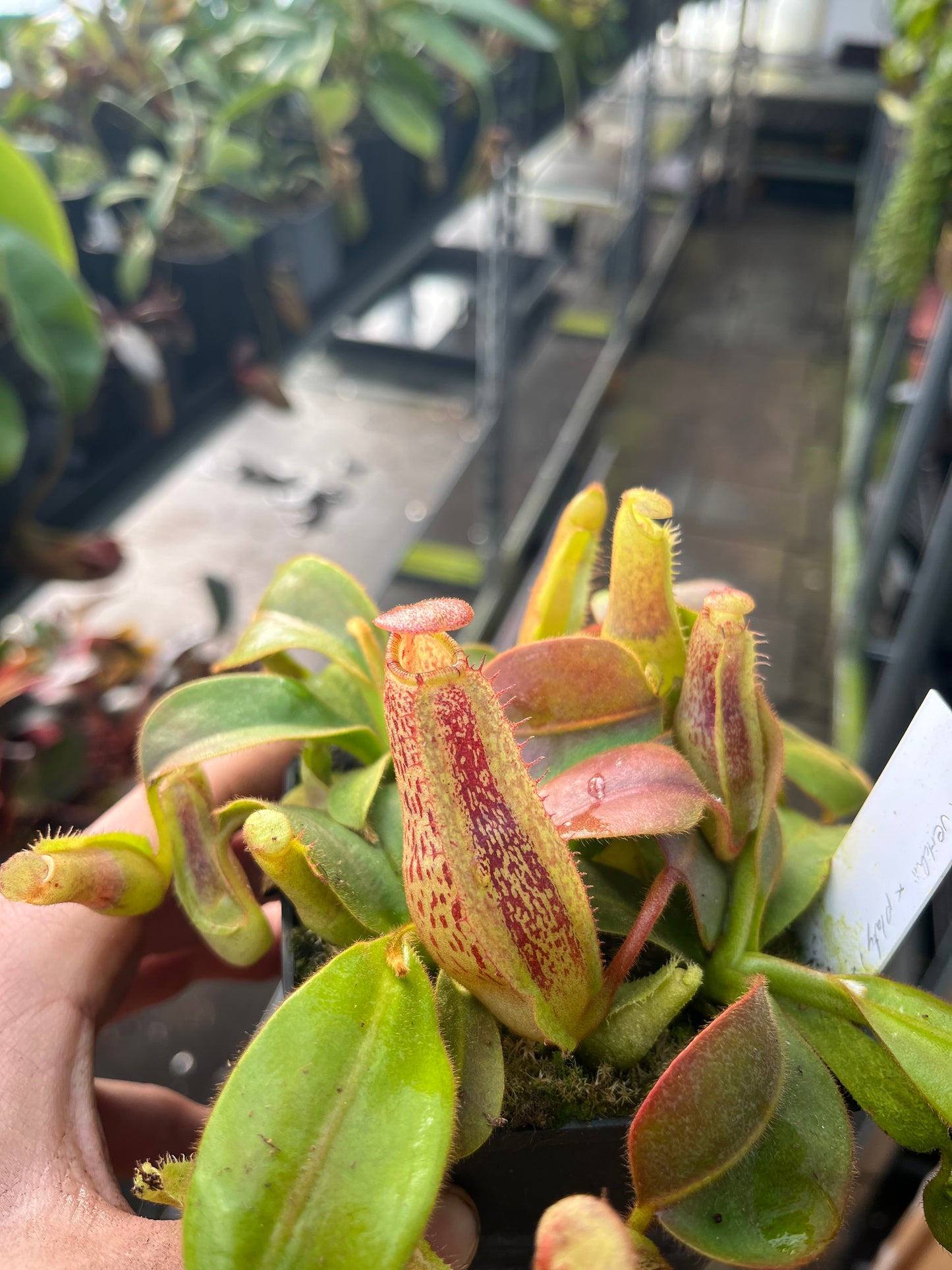 Nepenthes veitchii x platychila 10cm