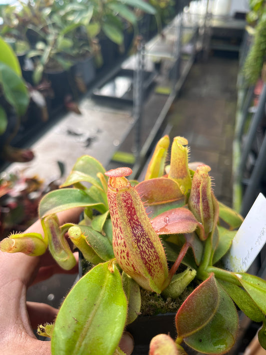 Nepenthes veitchii x platychila 10cm