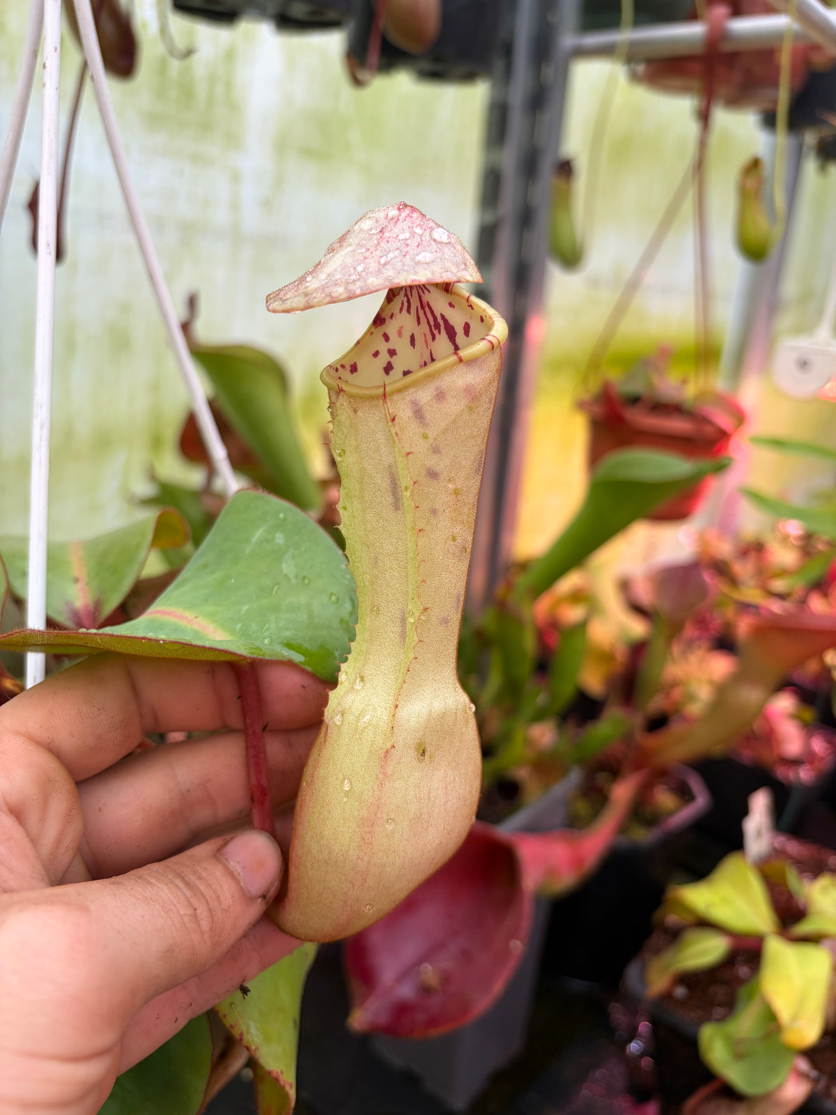 Nepenthes clipeata SG 15cm