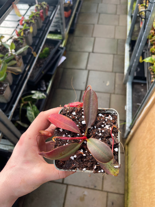 Nepenthes peltata x attenboroughii 10cm