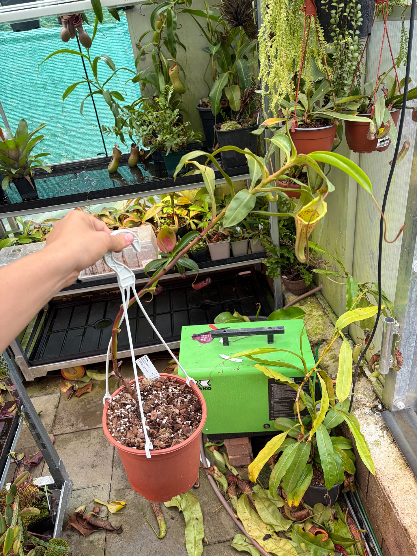 Nepenthes ephiphytica x campanulata 70cm