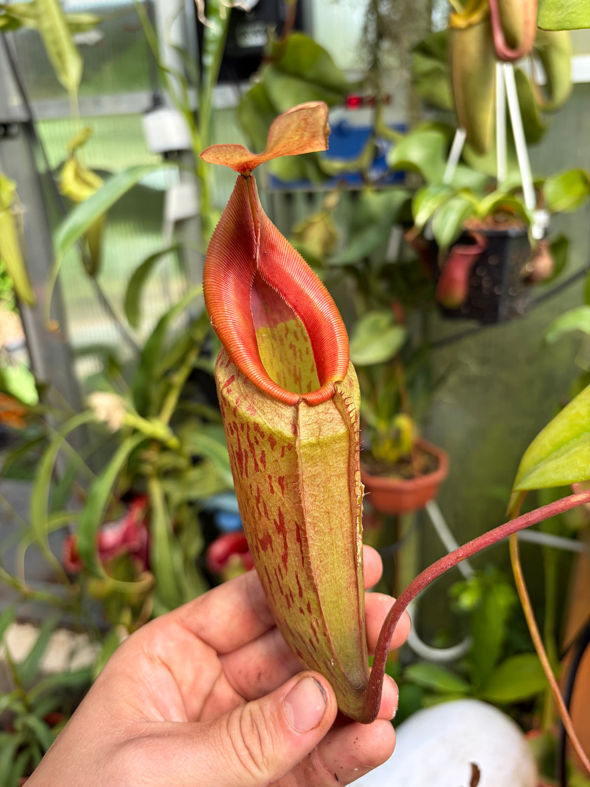 Nepenthes spectabilis ‚Bandahara‘ x mira 50cm