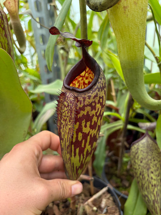 Nepenthes maxima x aristolochiloides ‚female - rooted cutting‘
