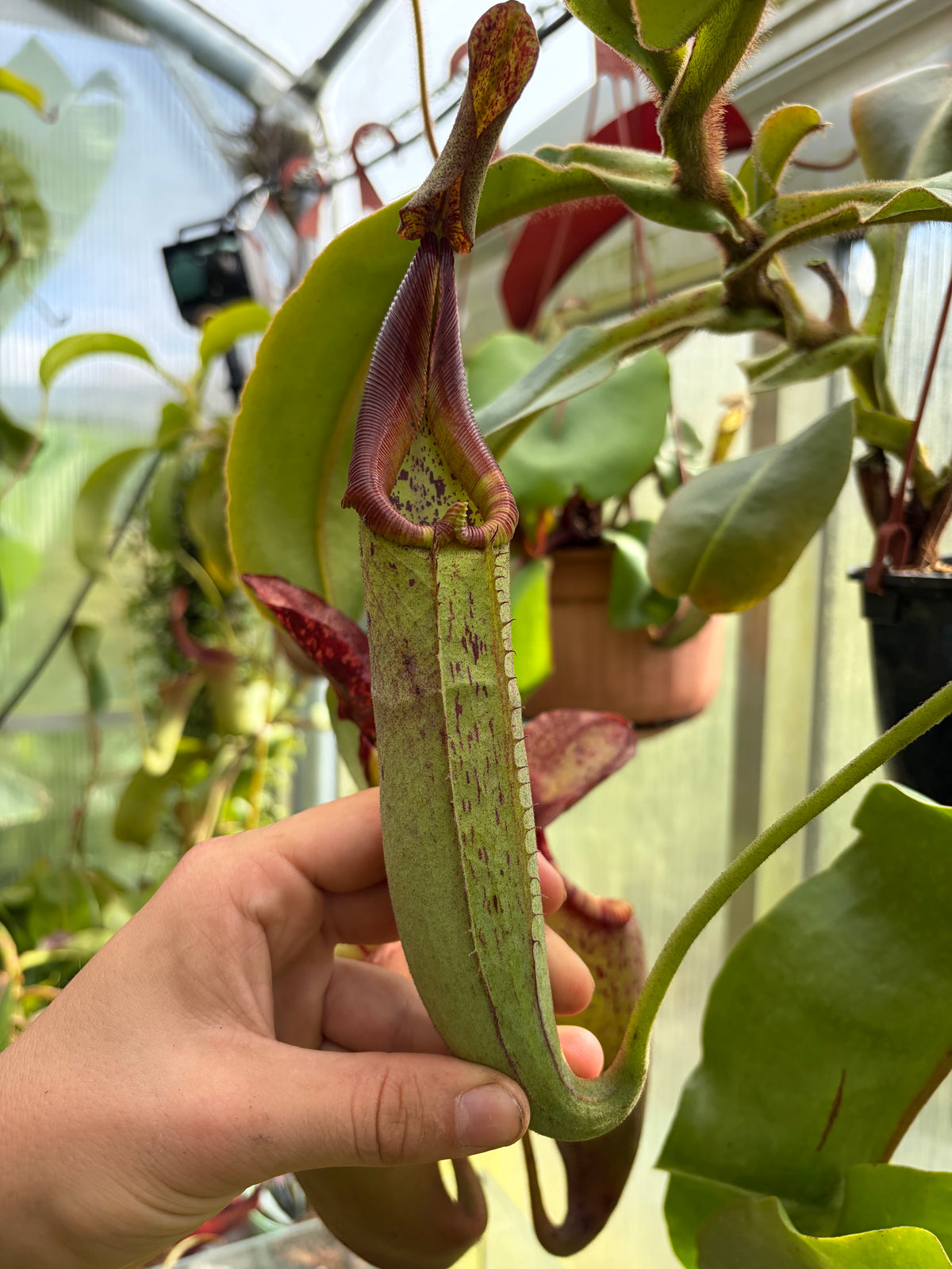 Nepenthes robcantleyi x zakriana