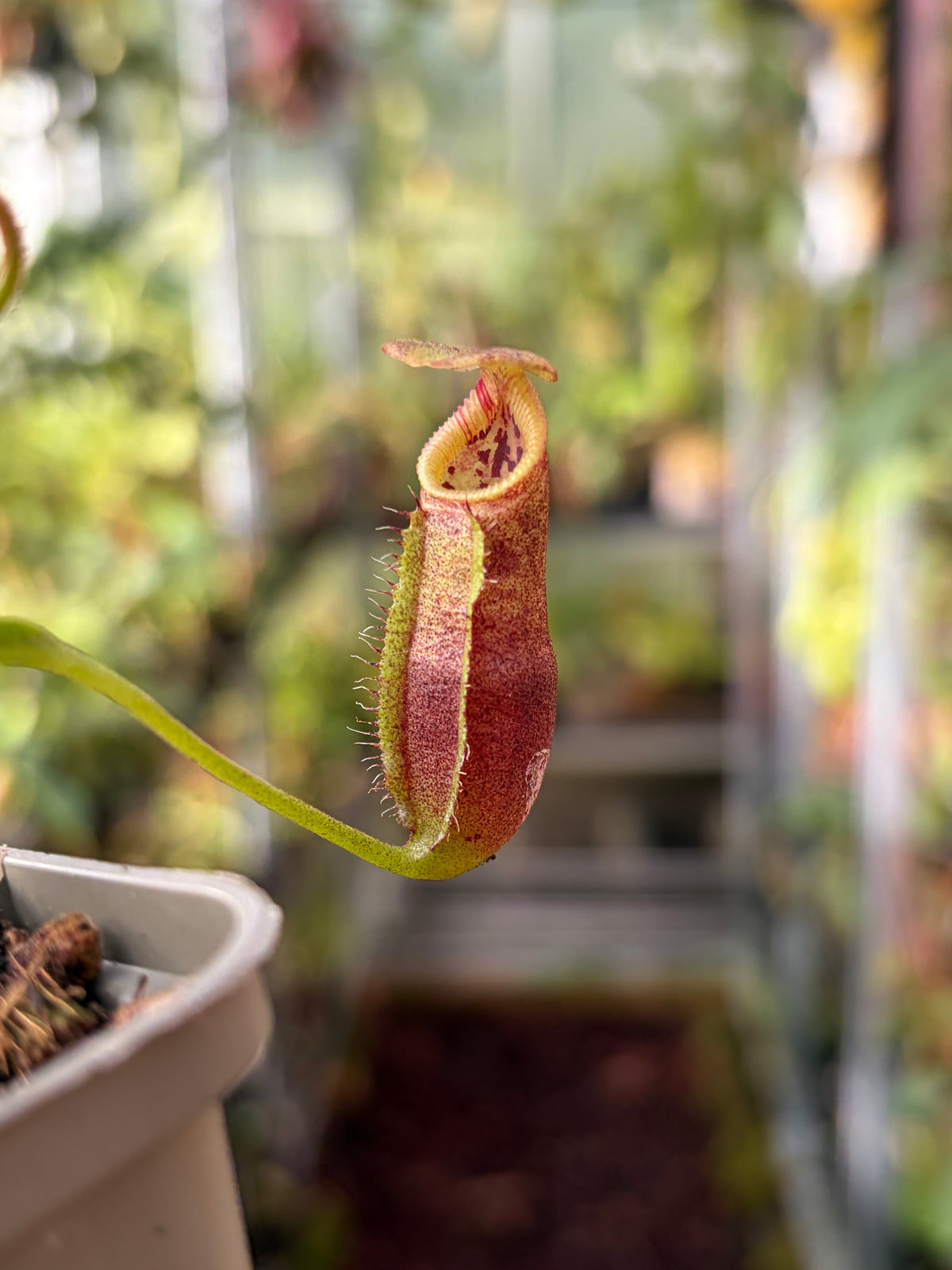 Nepenthes singalana x lowii (BE-4080) 7-10cm