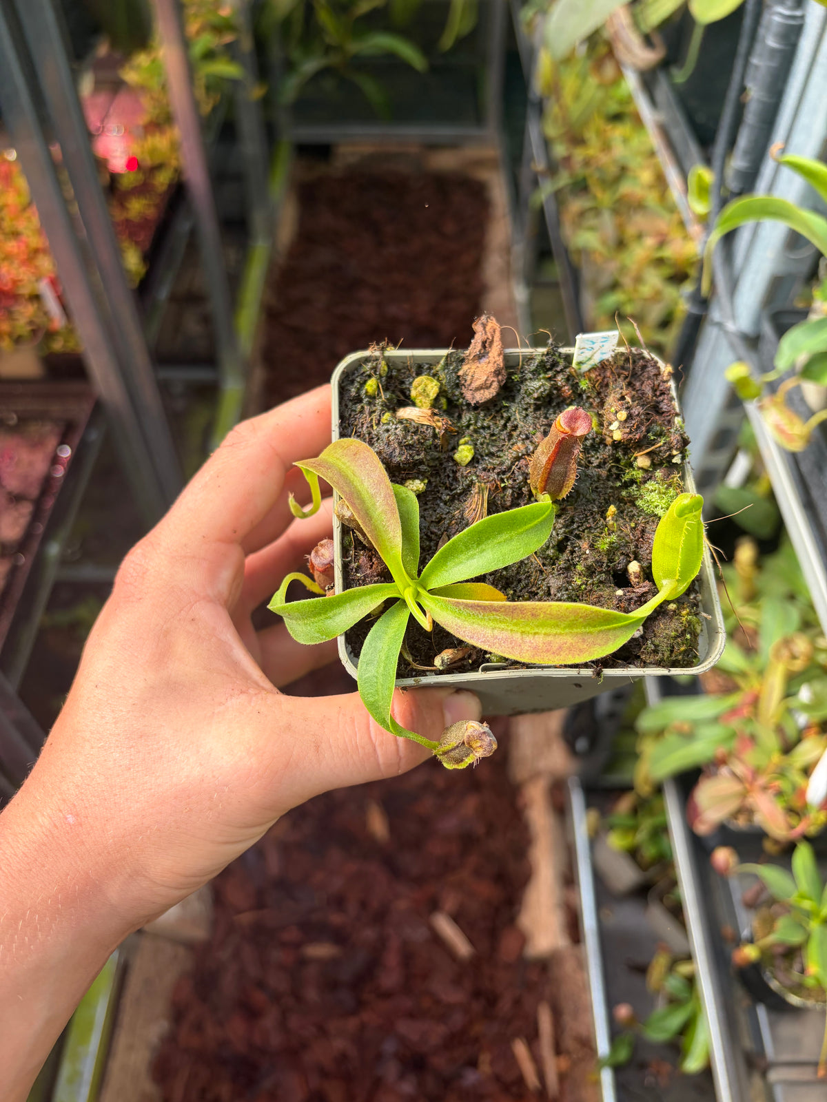 Nepenthes bongso x edwardsiana 10cm