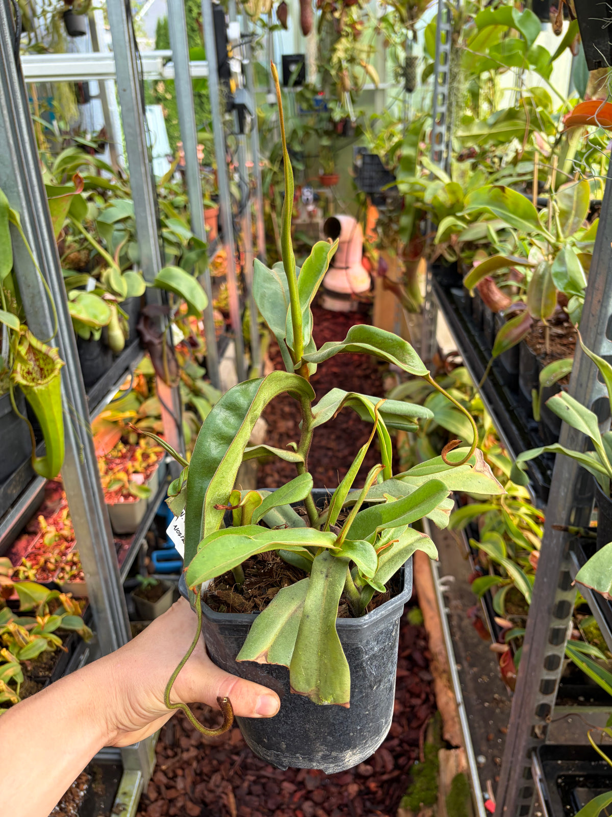 Nepenthes kongkandana x mollis ‚female'