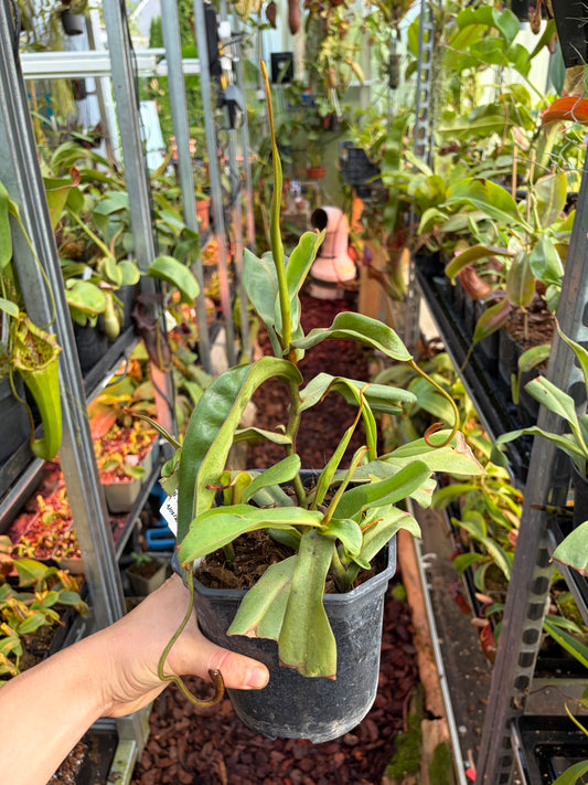 Nepenthes kongkandana x mollis ‚female'