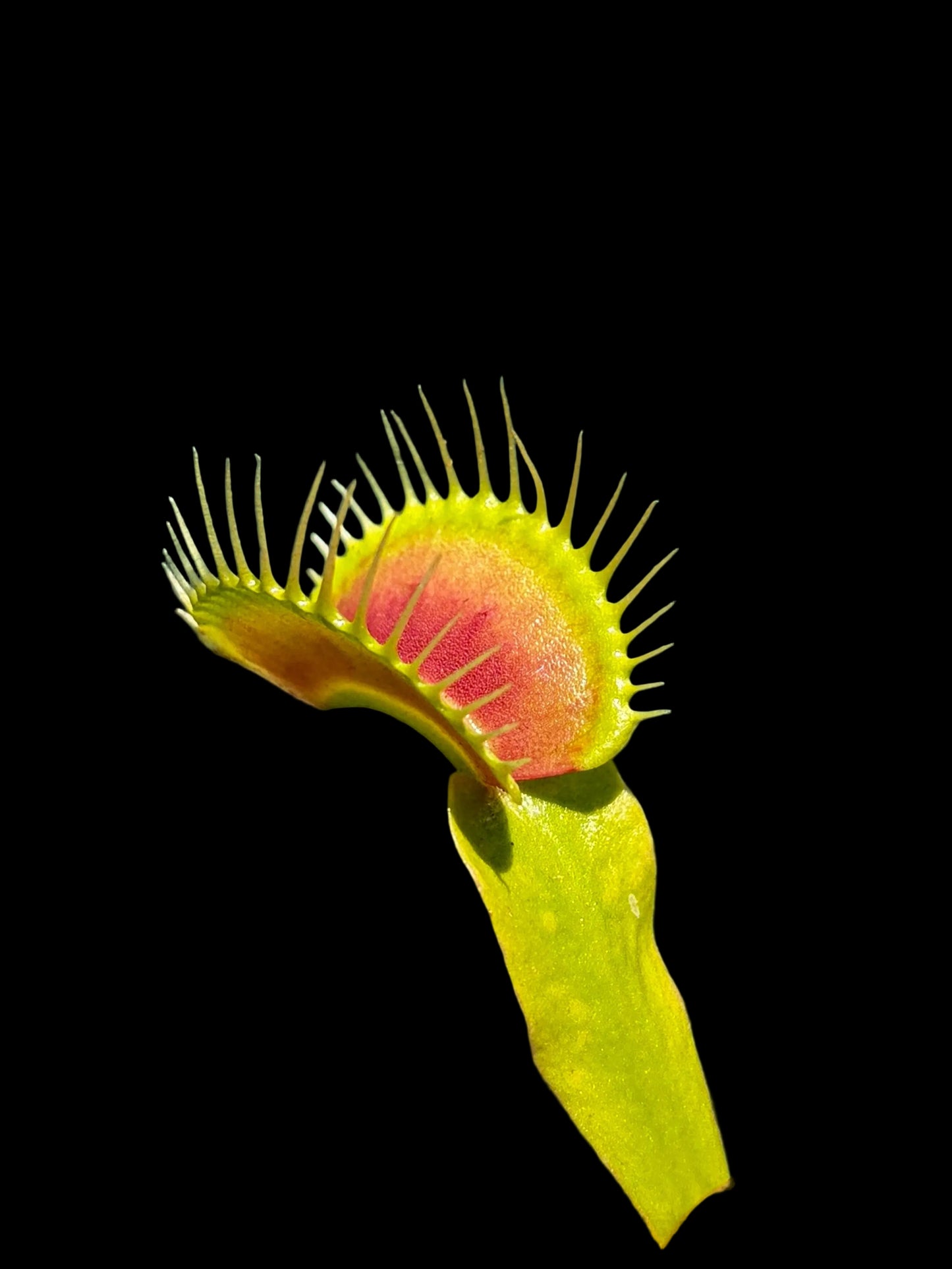 Dionaea muscipula 'Caroline state beach park'