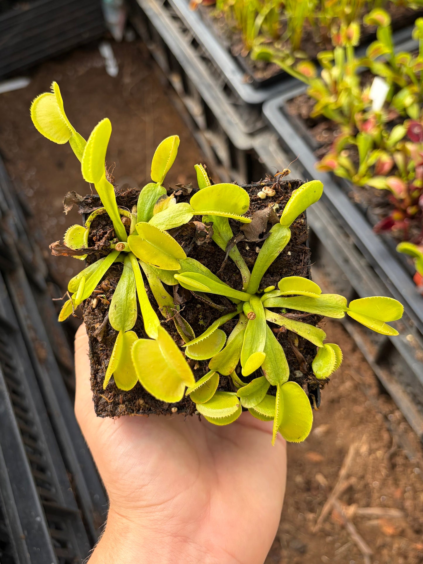 Dionaea muscipula 'Microdent Green'