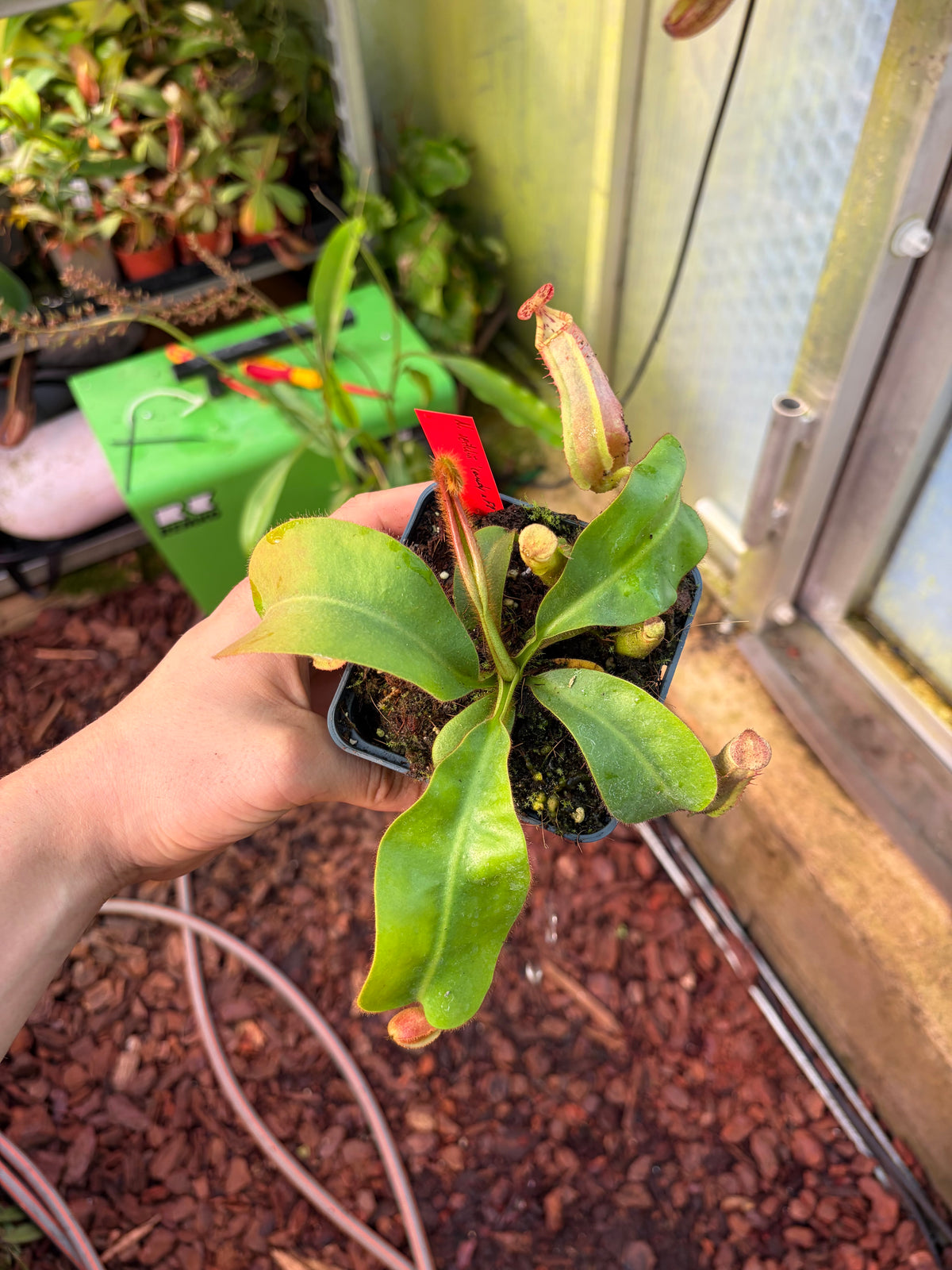 Nepenthes veitchii ‚candy x F2‘ #9 15cm