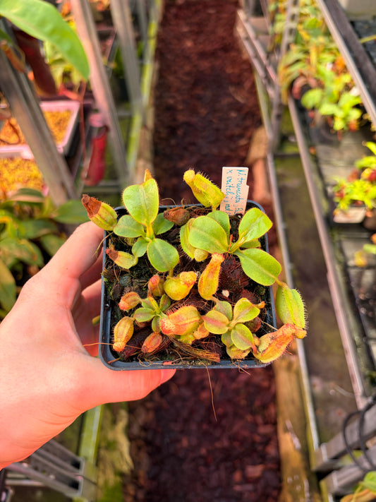 Nepenthes truncata ‚pasian red‘ x veitchii ‚batu lawi‘ 4-5cm