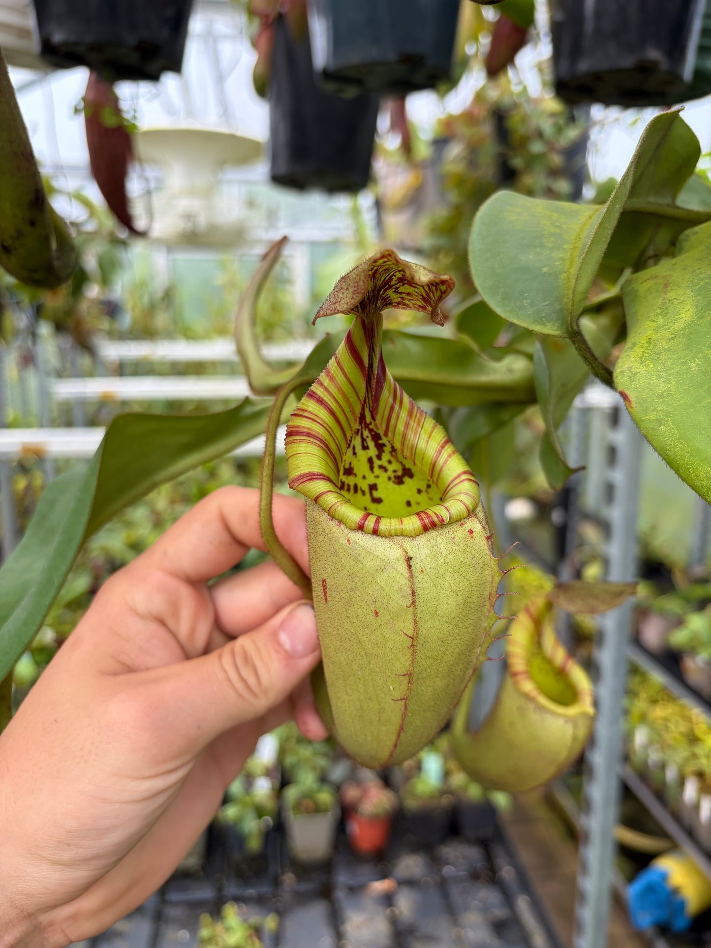 Nepenthes (veitchii x burbidgeae) x veitchii ‚candy‘ 5-7cm