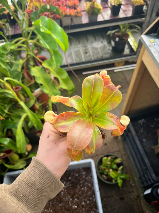 Nepenthes ventricosa x veitchii 15cm