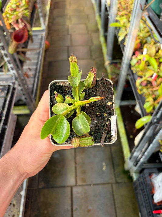 Nepenthes robcantleyi 7-10cm