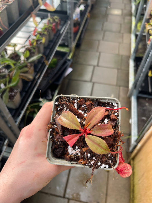 Nepenthes mira x peltata 10cm