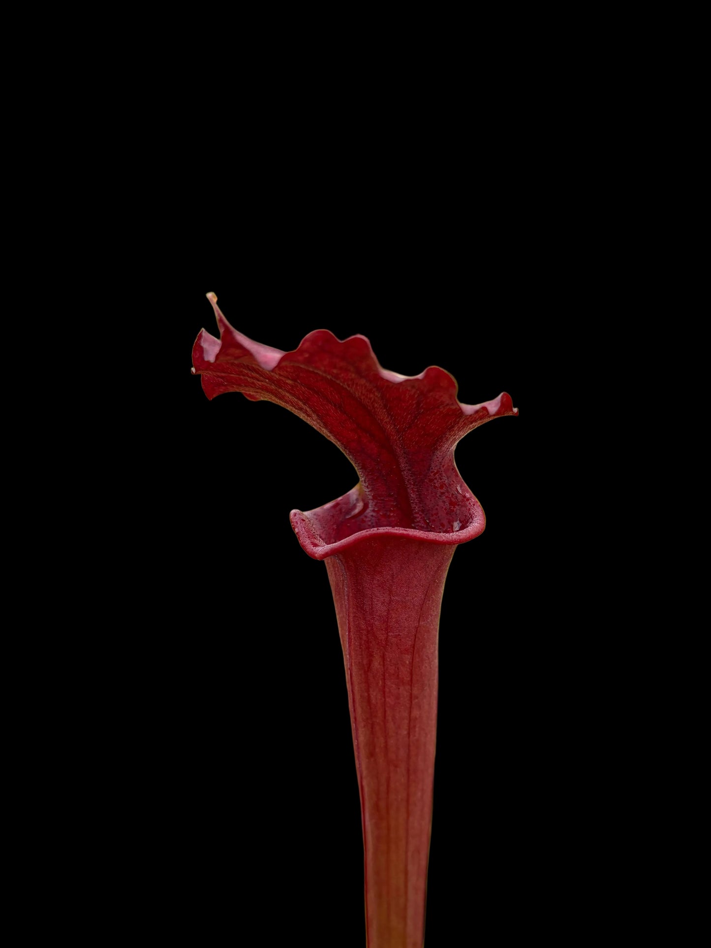Sarracenia hybrid #007