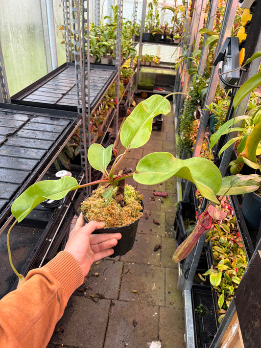 Nepenthes truncata x boschiana 'EP female'