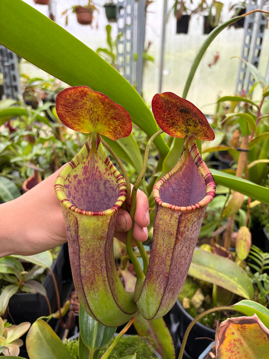 Nepenthes lowii x alba 30cm