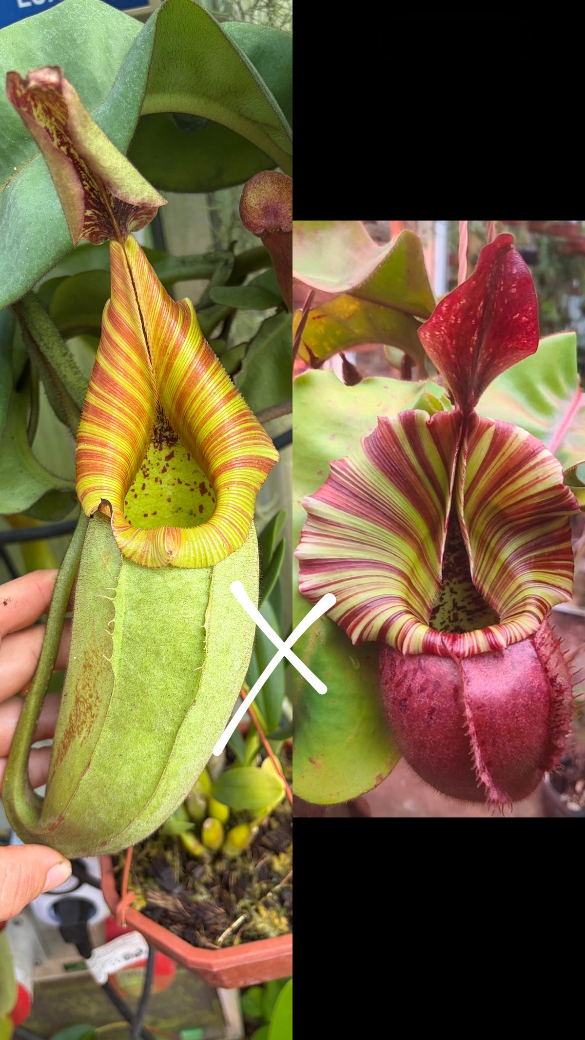 Nepenthes veitchii ‚Maliau x candy x yamada‘ 5-7cm