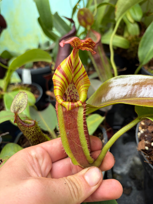 Nepenthes (veitchii x platychila) x veitchii ‚candy‘ 15cm+