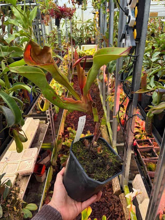Heliamphora ionasi ‚Killer Giant‘ #2