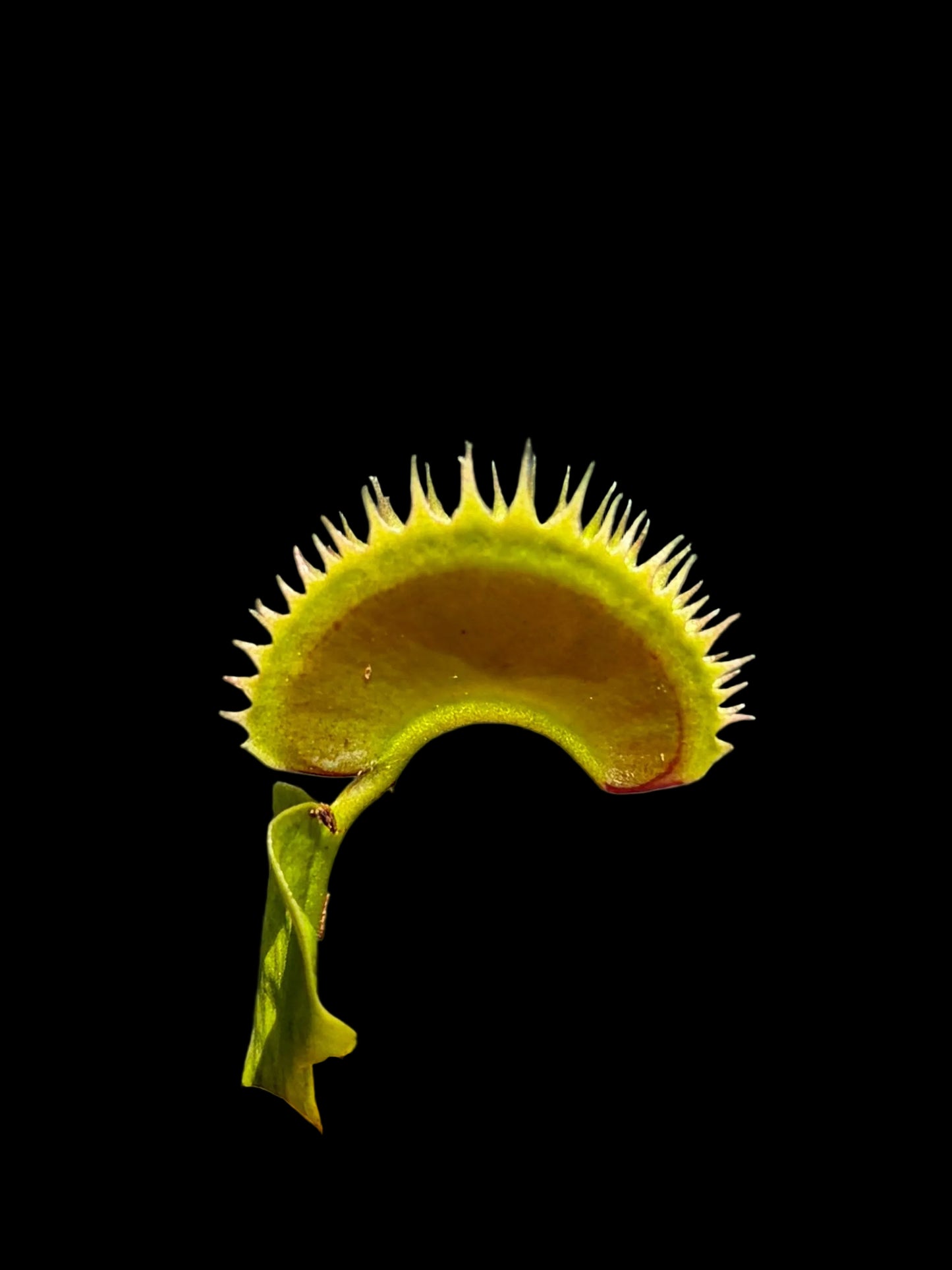 Dionaea muscipula 'Dracula'