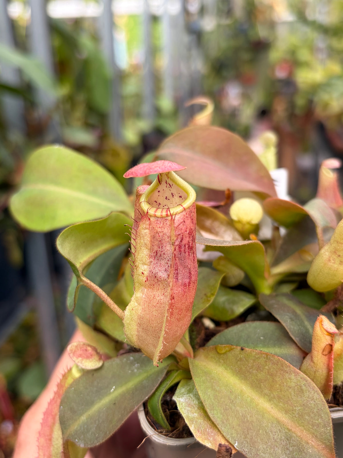 Nepenthes mapuluensis x veitchii 10-15cm