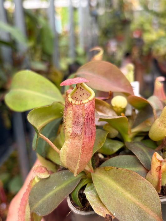 Nepenthes mapuluensis x veitchii 10-15cm