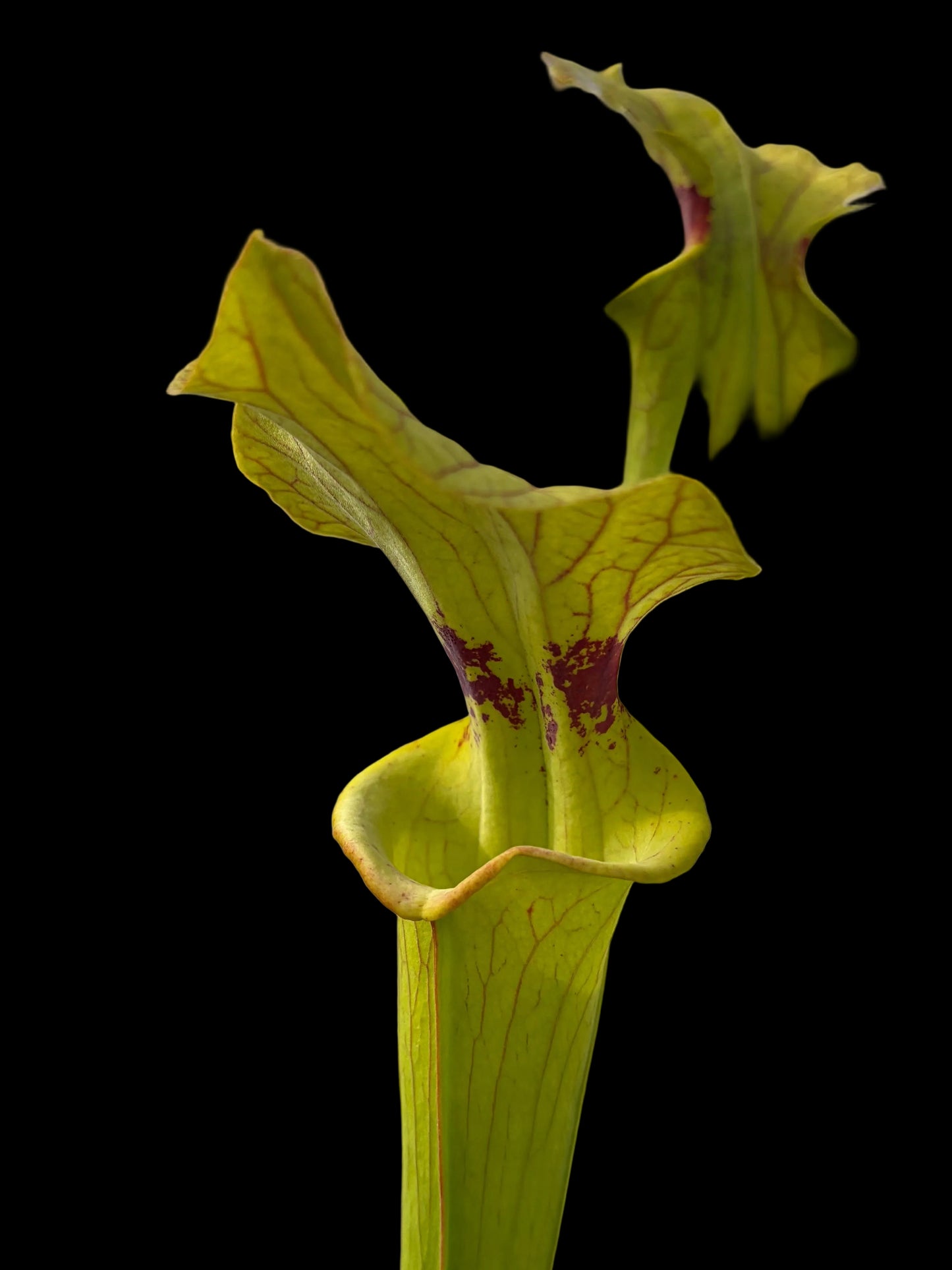 Sarracenia x brooks hybrid