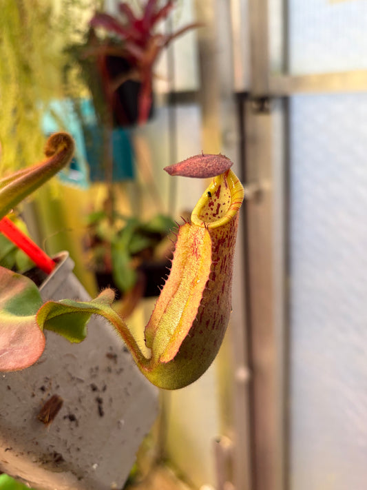 Nepenthes veitchii ‚candy x F2‘ #9 15cm