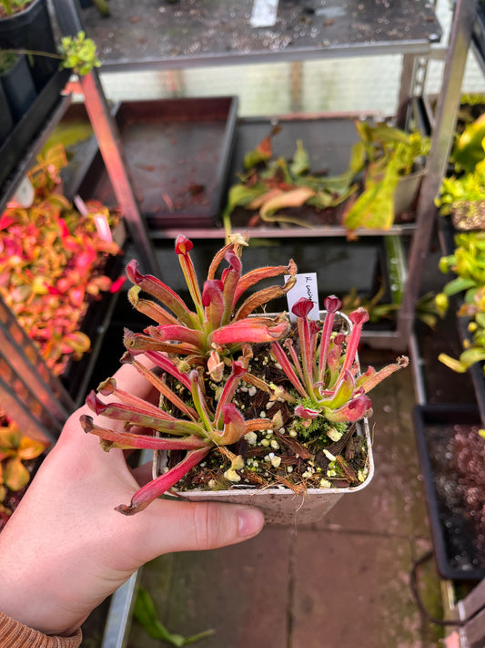 Heliamphora uncinata ‚juvenile‘