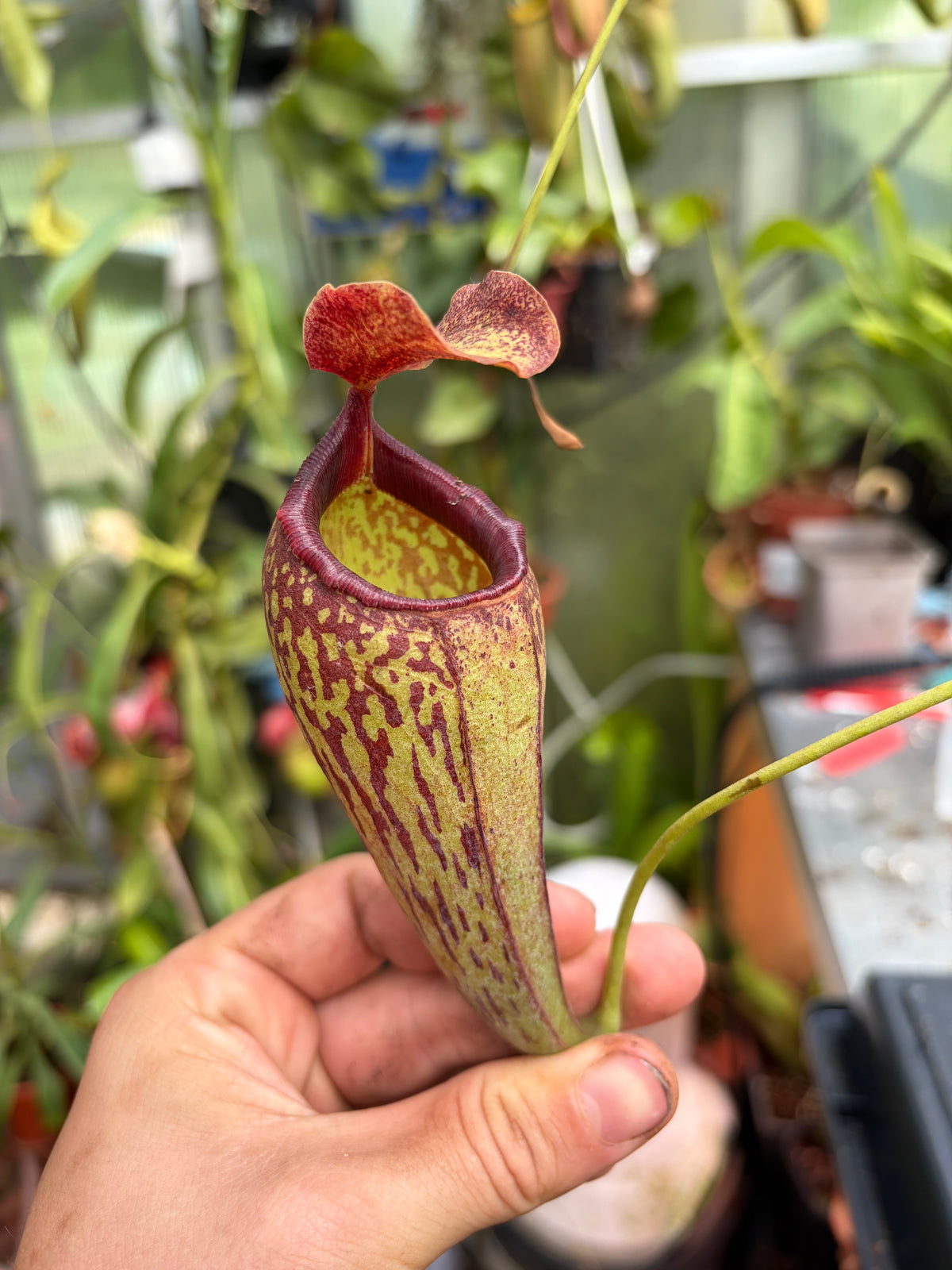 Nepenthes aristolochiloides x campanulata 40cm+