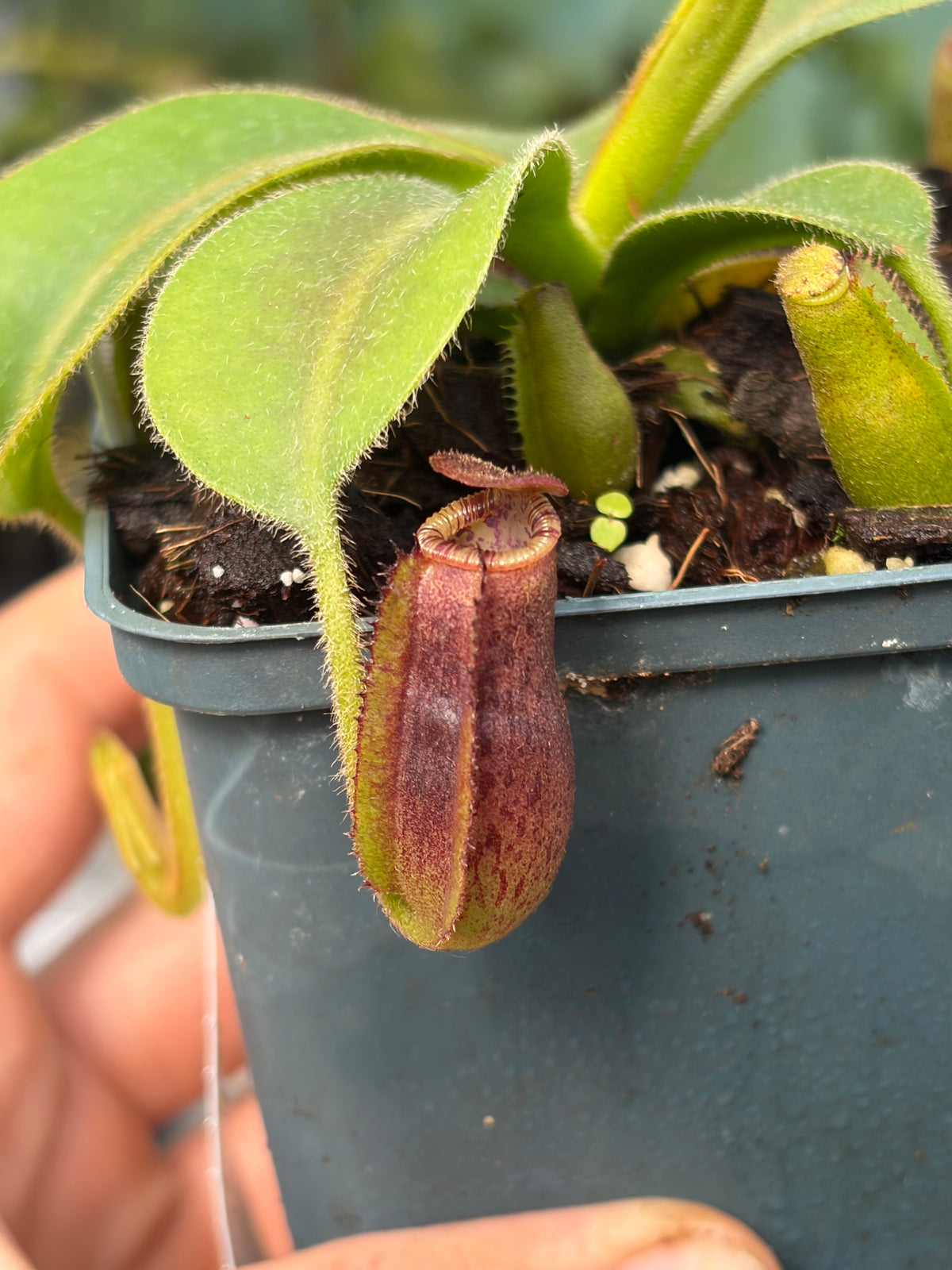 Nepenthes lowii ‚Murud‘ x mollis 5cm