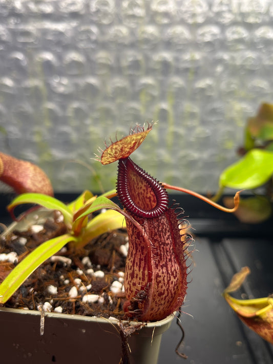 Nepenthes burkei x hamata 10cm