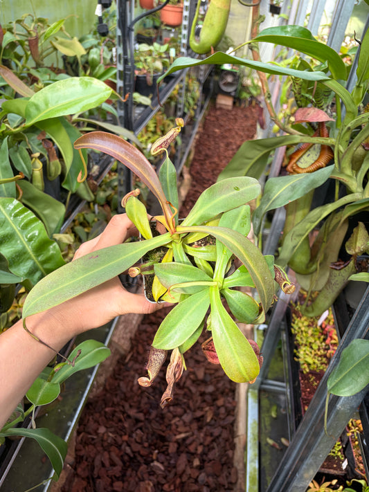 Nepenthes (spathulata x spectabilis) x (platychila x boschiana) 20cm+