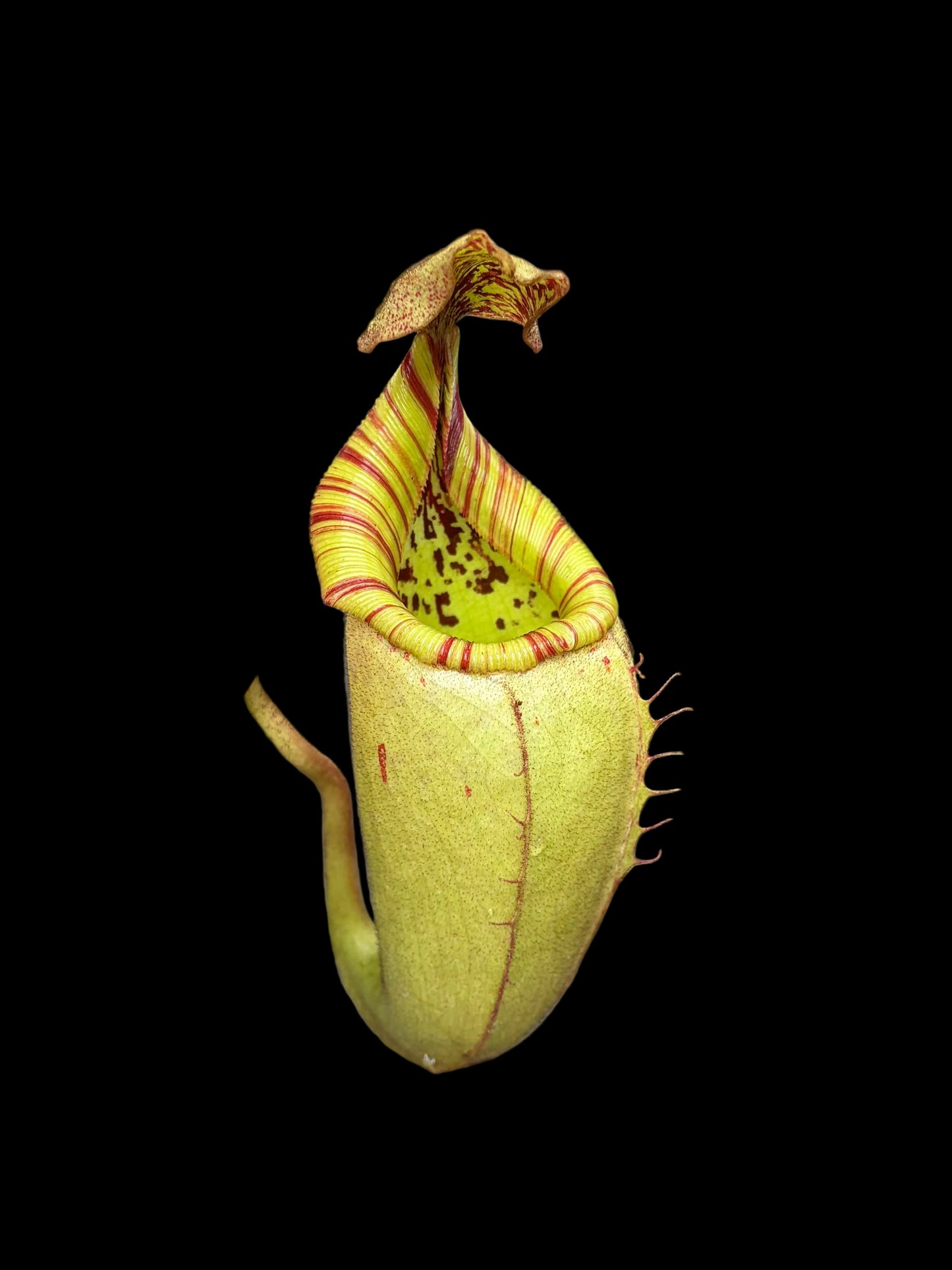 Nepenthes (veitchii x burbidgeae) x veitchii ‚candy‘ 5-7cm