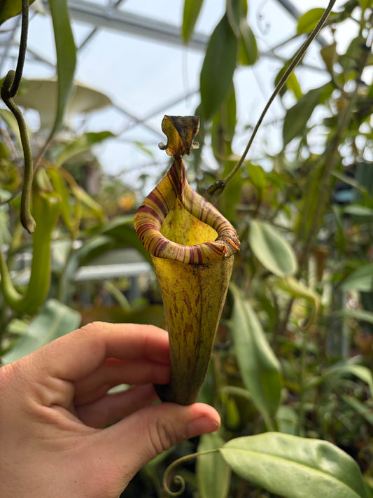 Nepenthes platychila x (maxima x zakriana) ‚rooted cutting‘