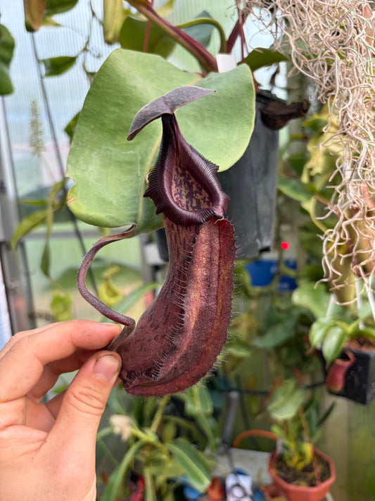 Nepenthes robcantleyi x boschiana 15cm