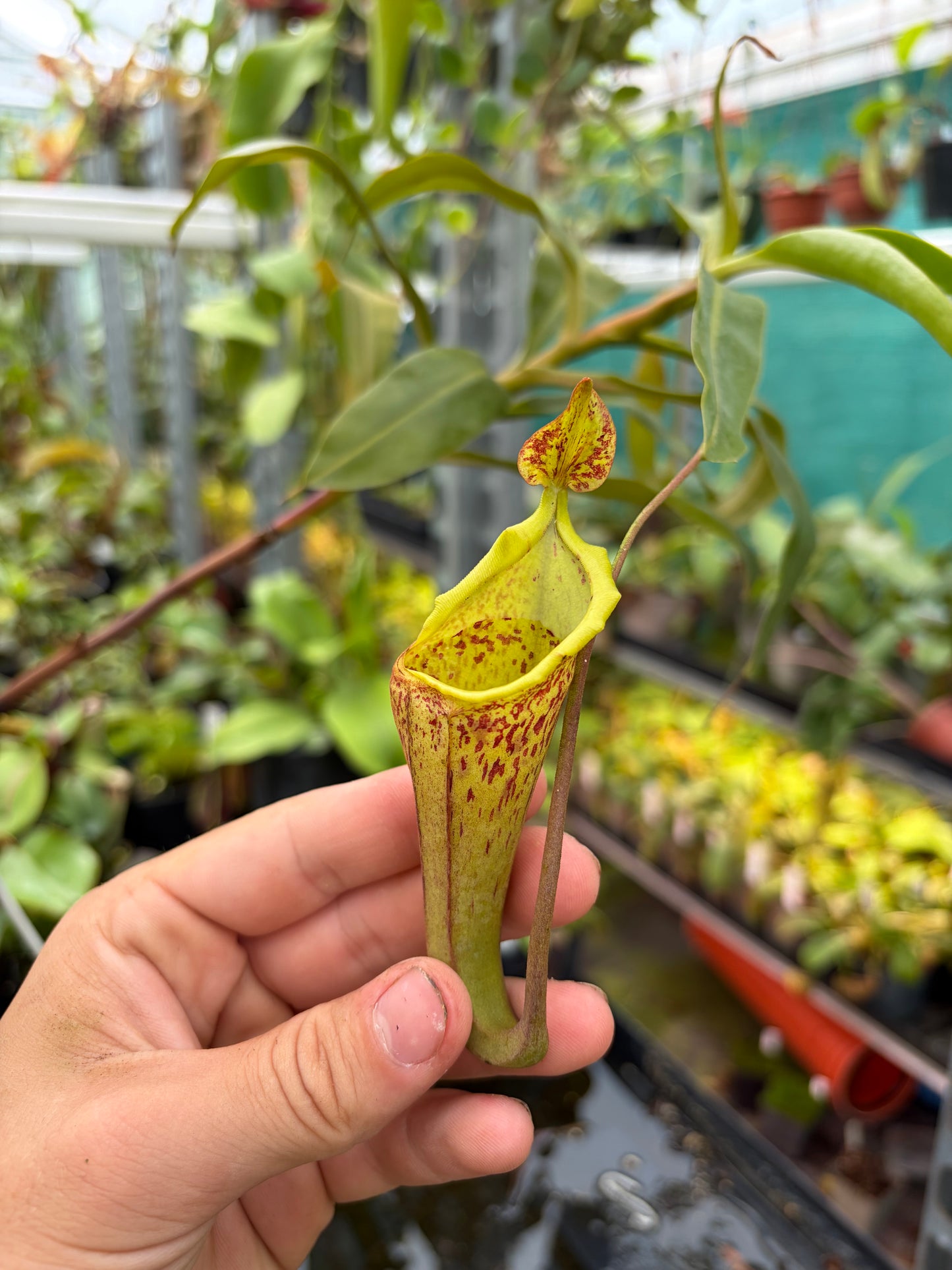 Nepenthes ephiphytica x campanulata 70cm