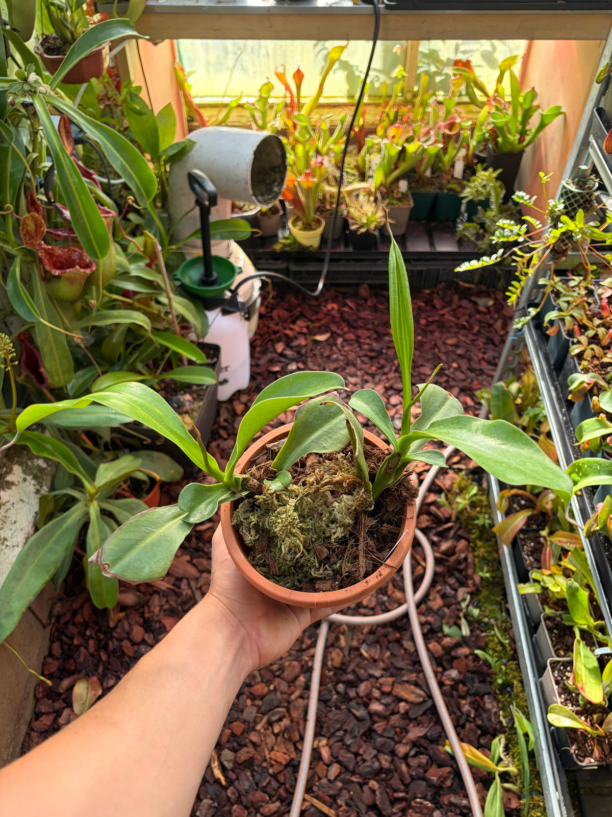 Nepenthes izumiae x trusmadiensis ‚female - rooted cutting‘